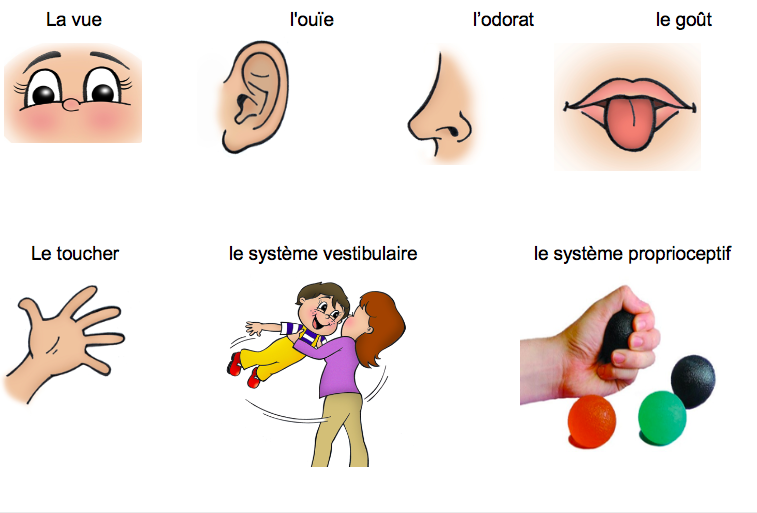 Particularités sensorielles et autisme : 7 modalités sensorielles